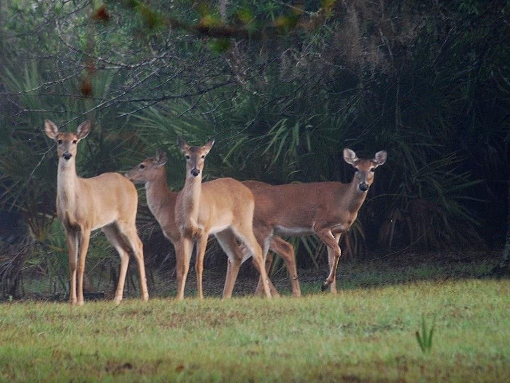 32801 Hwy 441 N., #135, Okeechobee, FL, 34972