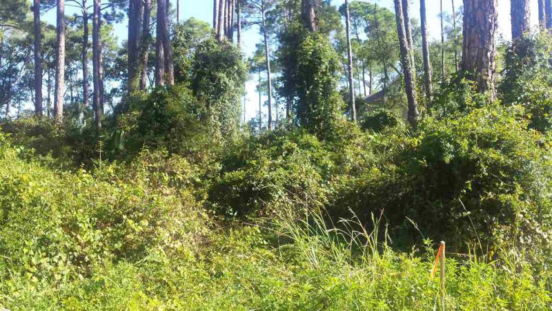 Property ID 273368